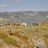 Les chevaux ont plus de mal à trouver de quoi se nourrir passé deux mille mètres d’altitude.